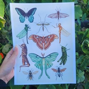 Insect Illustration Art Print